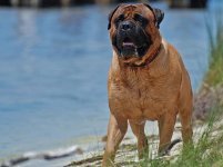 bullmastiff.jpg