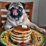 pug-pancakes.jpg