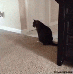 cat.gif