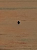 IMG_9360.jpeg