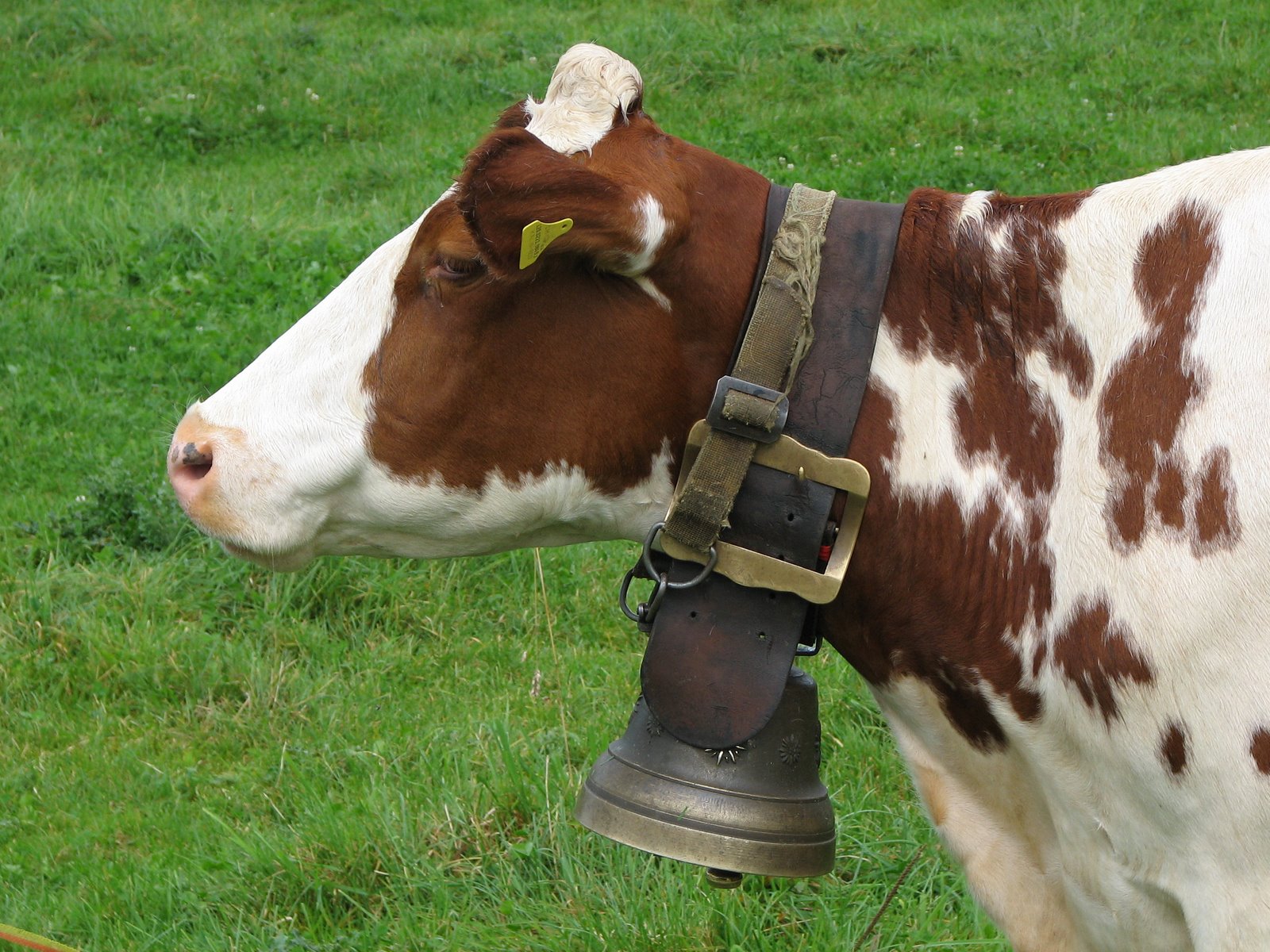 bell-cow.jpg