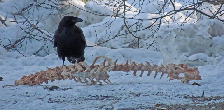 raven-on-deer-carcass.jpg